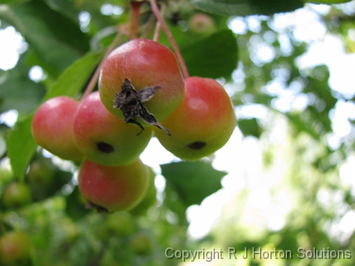 Crab Apple